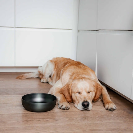 ROYAL Stainless Steel Dog Food Bowl