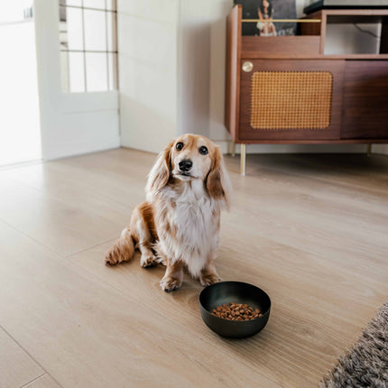 ROYAL Stainless Steel Dog Food Bowl