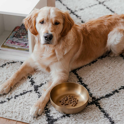 ROYAL Stainless Steel Dog Food Bowl