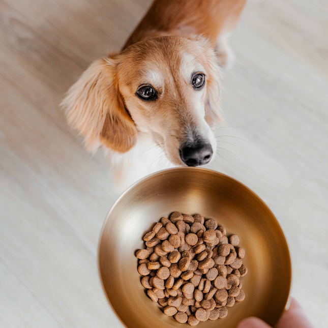 ROYAL Stainless Steel Dog Food Bowl