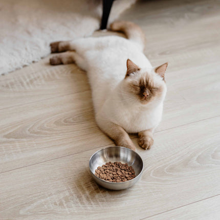 ROYAL Stainless Steel Cat Food Bowl