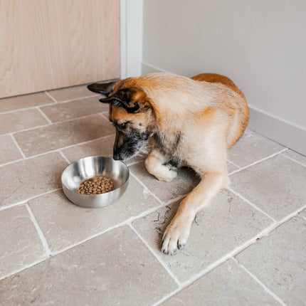 ROYAL Stainless Steel Dog Food Bowl