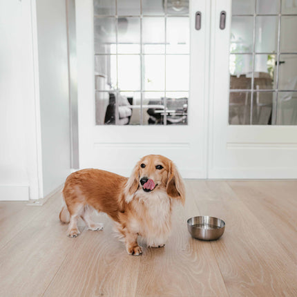 ROYAL Stainless Steel Dog Food Bowl