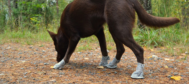 <h4>Protection for all dog paws</h4>