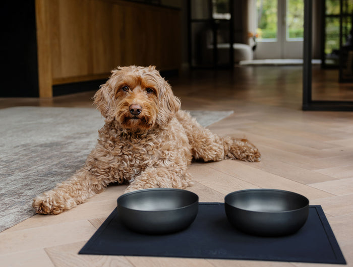 <h3>Stylish stainless steel feeding bowls</h3>
