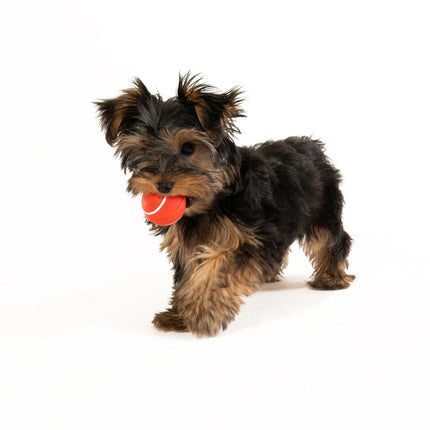 Squeaky Chew Ball