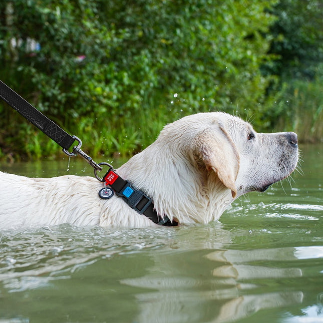 Waterproof dog collar with QR passport