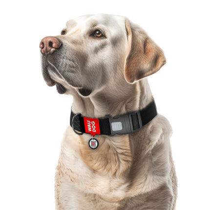 Waterproof dog collar with QR passport