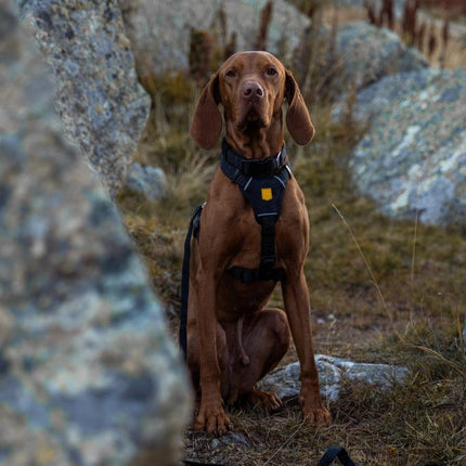 Wild Tundra Collar