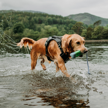 Journey Air Hundegeschirr
