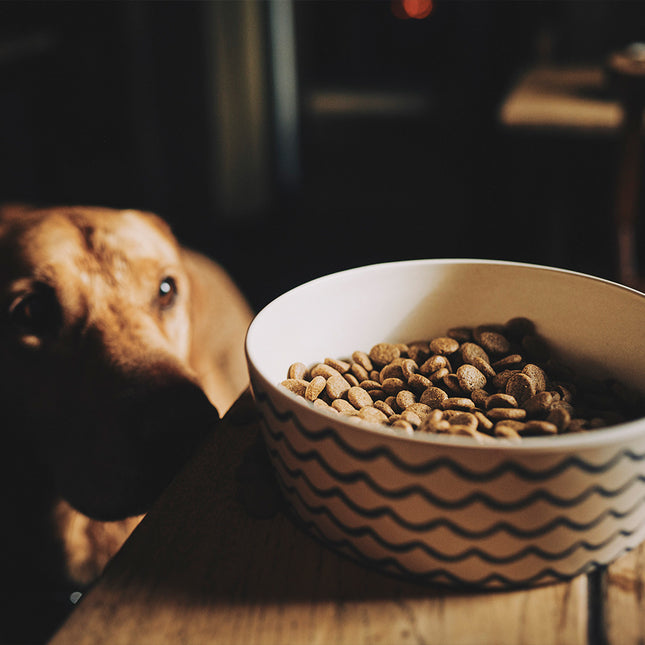 Printed Food & Water Bowl