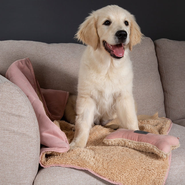 Cosy Blanket & Bone Toy Gift Set