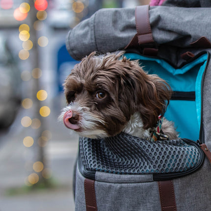 Rucksack für Hunde