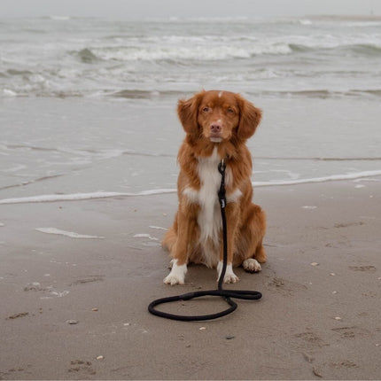 Basic Leash