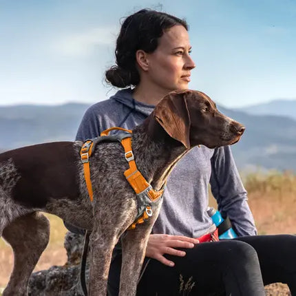 Journey Air Hundegeschirr