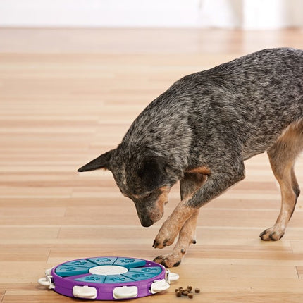 Hunde-Twister
