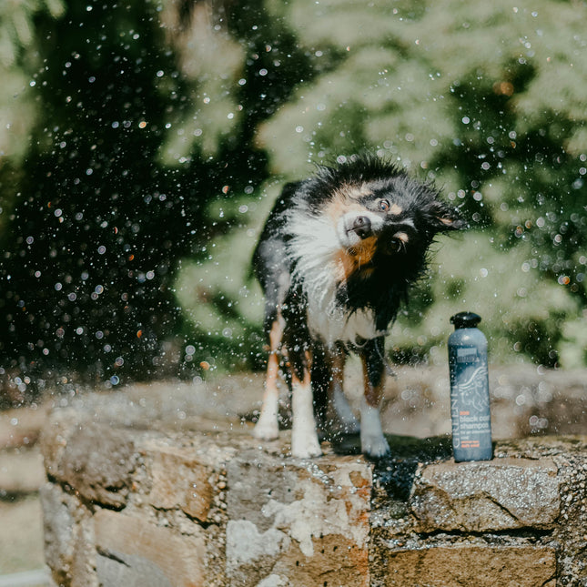 Hundeshampoo Black Coat 270 ml