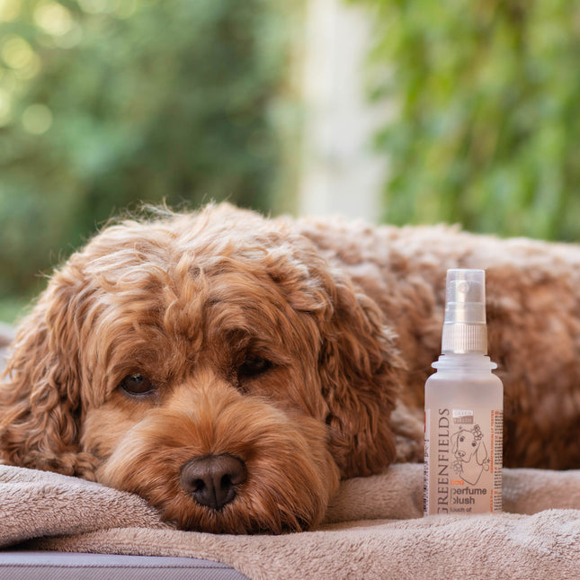 Dog Perfume Blush 100 ml