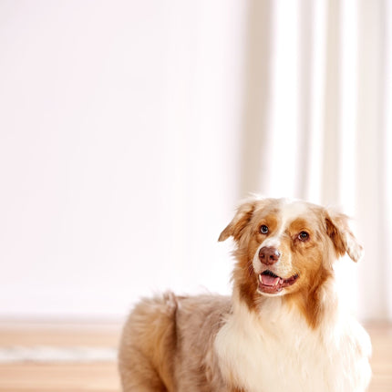 Dog Brick Hundepuzzle