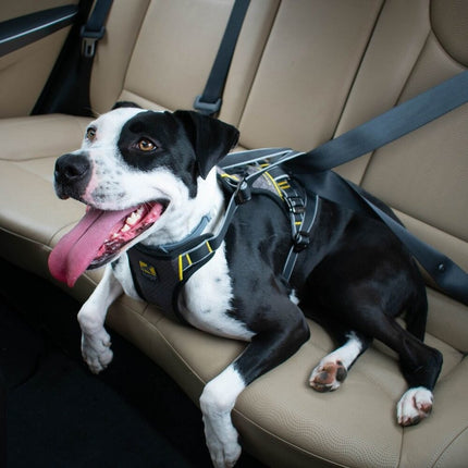 Impact Hunde-Autogeschirr