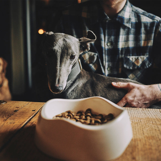 Food & Water Bowl