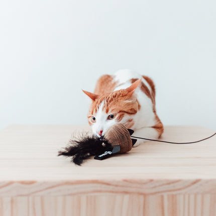 BAIT Katzenangel