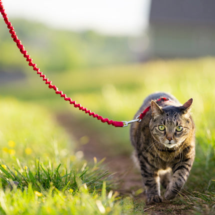 EasyWalk Katzengeschirr mit Bungee-Leine