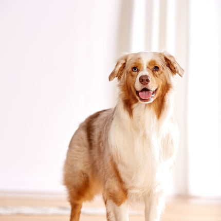 Dog Brick Hundepuzzle