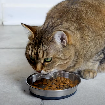 PlaqueOff Powder for Cats