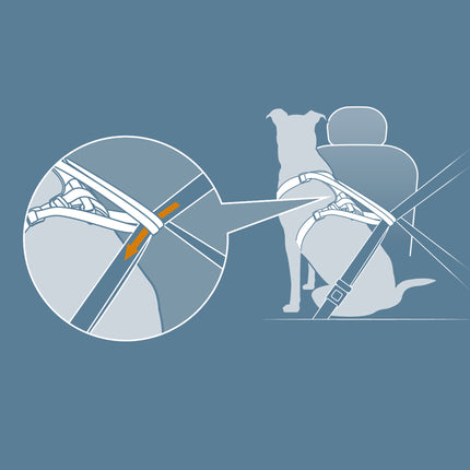 Impact Hunde-Autogeschirr