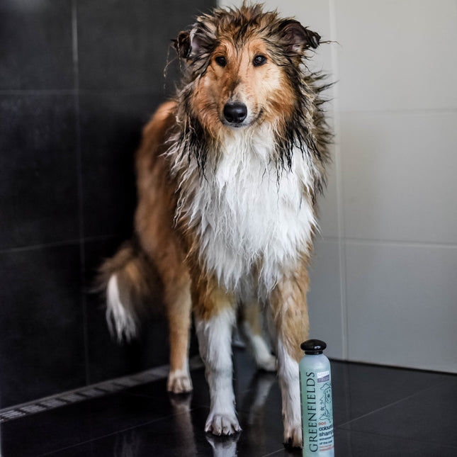 Hundeshampoo Colorful Coat 270 ml