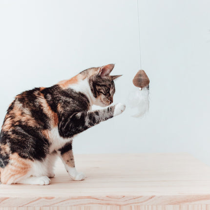 SMASH Katzenangel