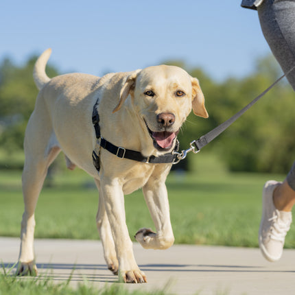 Easy Walk Geschirr