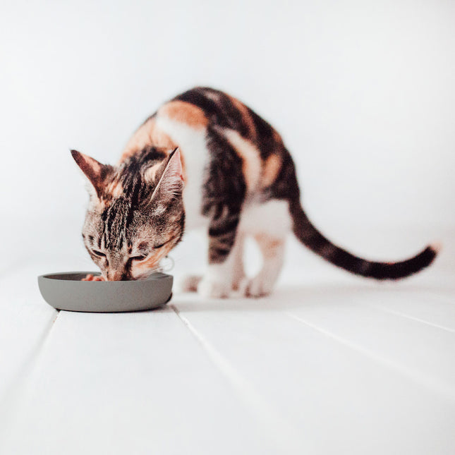 BAMBOO Futternapf für Katzen