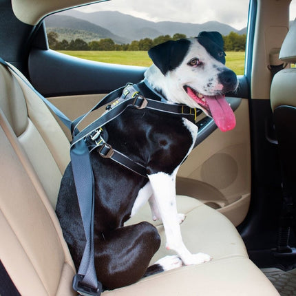 Impact Hunde-Autogeschirr