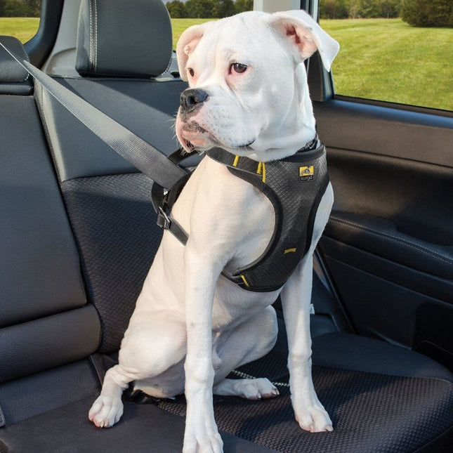 Impact Hunde-Autogeschirr