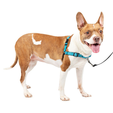 Easy Walk Deluxe Geschirr