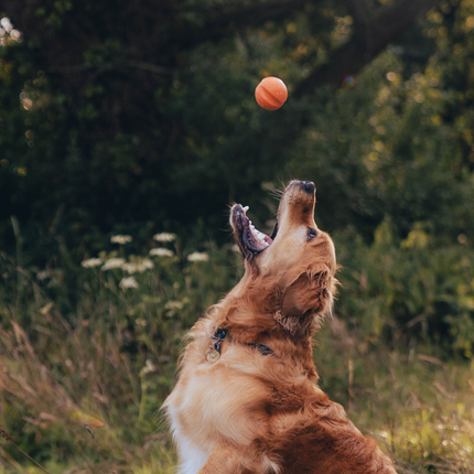 Fetch Ball