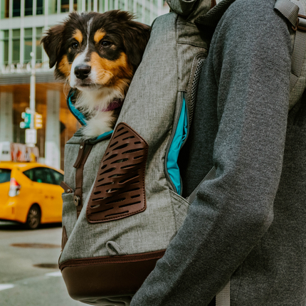 Rucksack für Hunde