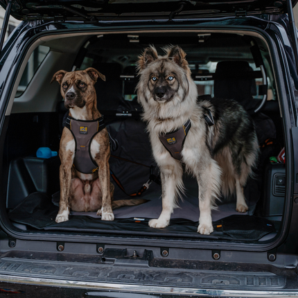 Impact Hunde-Autogeschirr