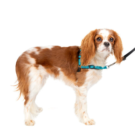 Easy Walk Deluxe Geschirr