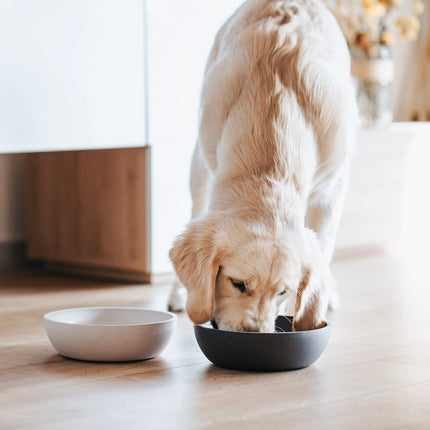 BAMBOO Dog Bowl