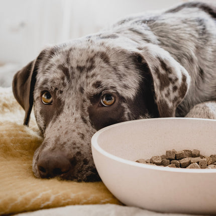 BAMBOO Dog Bowl