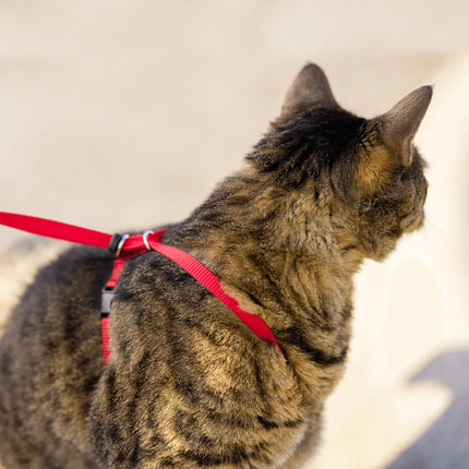 EasyWalk Katzengeschirr mit Bungee-Leine