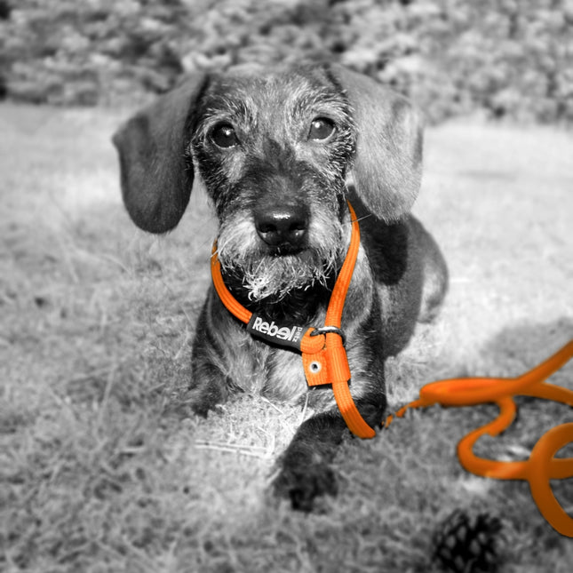 Training Leash