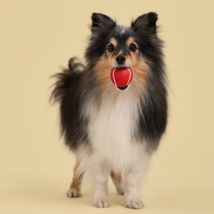 Squeaky Chew Ball